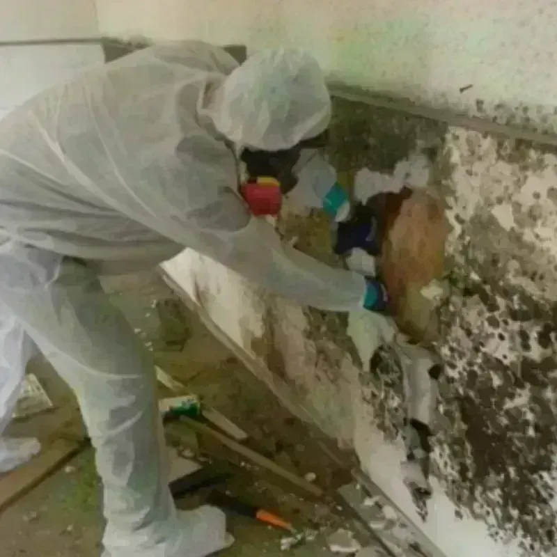 Mold Remediation and Removal in Logan Elm Village, OH